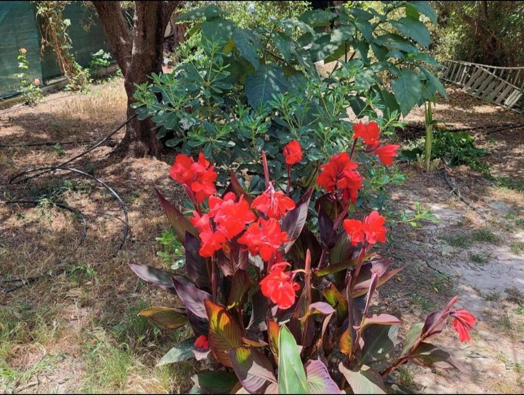 Апартаменты Sofiana'S Garden Retreat With Private Pool Dhrapanias Экстерьер фото
